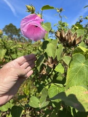 Hibiscus furcellatus