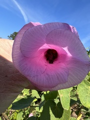 Hibiscus furcellatus