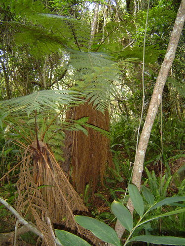 Cyathea thomsonii image