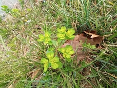 Euphorbia helioscopia