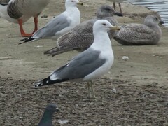 Larus californicus
