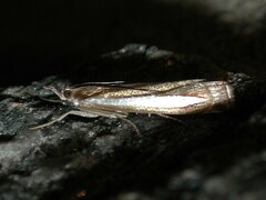 Crambus praefectellus