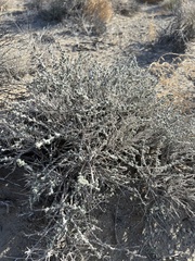 Artemisia spinescens