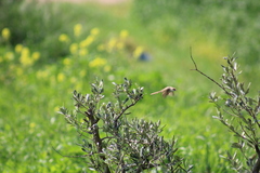 Prinia gracilis