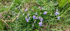 Viola hirta
