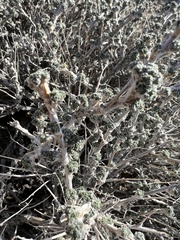 Artemisia spinescens