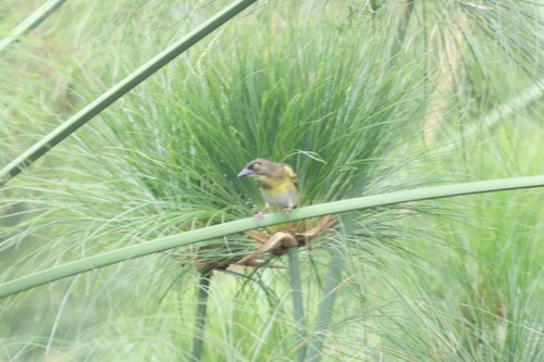 Weyns's Weaver (Ploceus weynsi), photo 3