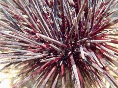 Centrostephanus rodgersii
