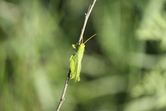 Atrachelacris