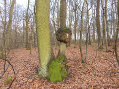 Agrobacterium radiobacter