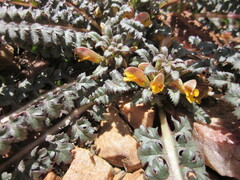 Pedicularis semibarbata