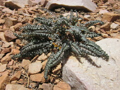 Pedicularis semibarbata