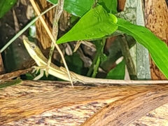 Anolis pulchellus
