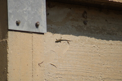 Phoenicolacerta laevis