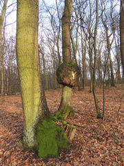 Agrobacterium radiobacter