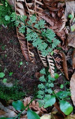 Asplenium hookerianum