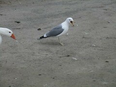 Larus californicus
