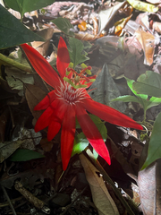 Passiflora vitifolia