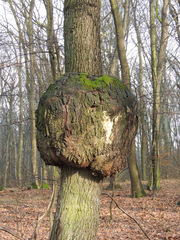 Agrobacterium radiobacter