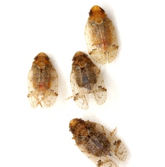 Microledrida flava