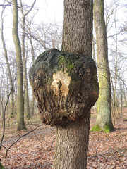 Agrobacterium radiobacter