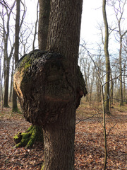 Agrobacterium radiobacter