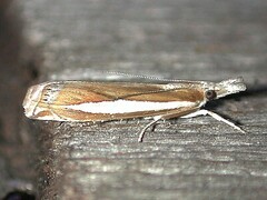 Crambus praefectellus
