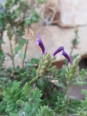 Lavandula mairei image