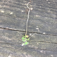 Veronica hederifolia-sublobata-triloba