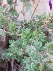 Lavandula mairei image