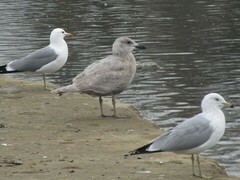 Larus glaucescens