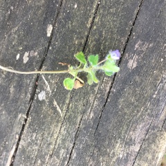 Veronica hederifolia-sublobata-triloba