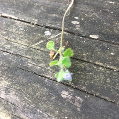 Veronica hederifolia-sublobata-triloba