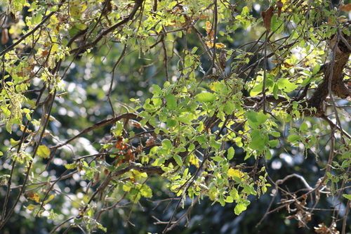 Image of Quercus ithaburensis by (c) yelena_antipova, some rights reserved (CC BY)