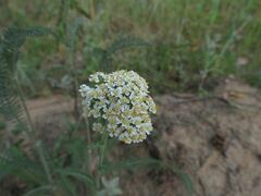 Achillea setacea