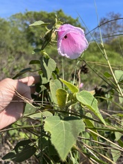 Hibiscus furcellatus