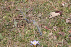 Thaumetopoea herculeana