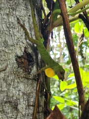 Anolis evermanni