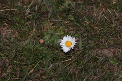 Bellis perennis