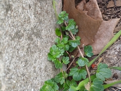 Veronica hederifolia