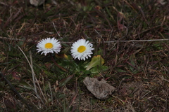 Bellis perennis