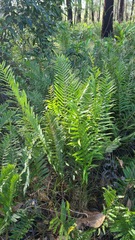 Blechnum ambiguum