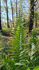Blechnum ambiguum