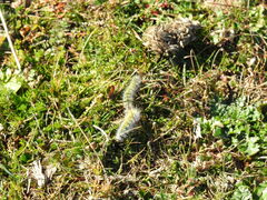 Thaumetopoea herculeana