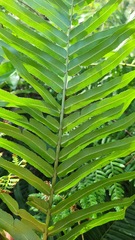 Blechnum ambiguum