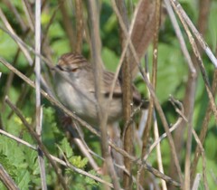 Prinia gracilis