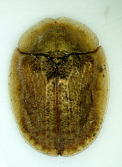Hypocassida subferruginea