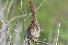 Prinia gracilis