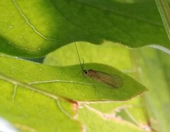 Stenopsocus