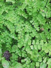 Adiantum amplum